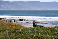 2025.01.12 Point Reyes: Elephant Seal Cub, Tule Elk
