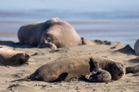 Elephant Seal Cub, Drakes Beach