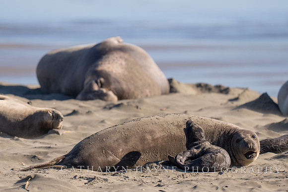 Elephant Seal Cub, Drakes Beach