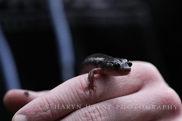 Arboreal Salamander