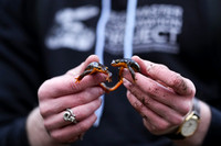 California Newt