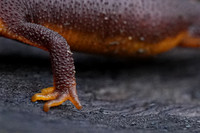 California Newt