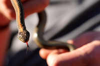 Rodeo Beach Snakes