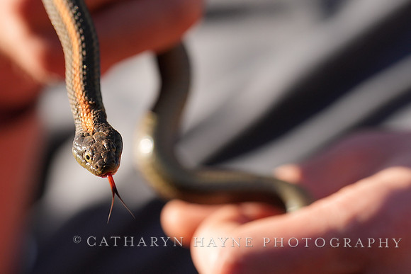 Rodeo Beach Snakes