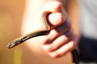 Rodeo Beach Snakes