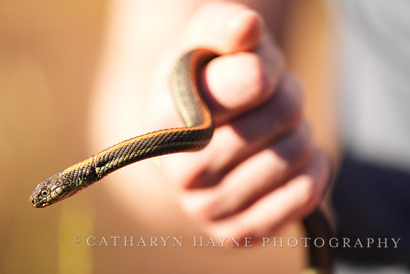 Rodeo Beach Snakes