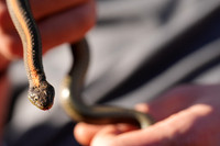 Rodeo Beach Snakes