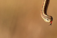 Rodeo Beach Snakes