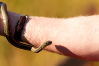 Rodeo Beach Snakes