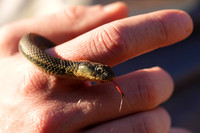 Rodeo Beach Snakes