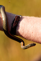 Rodeo Beach Snakes