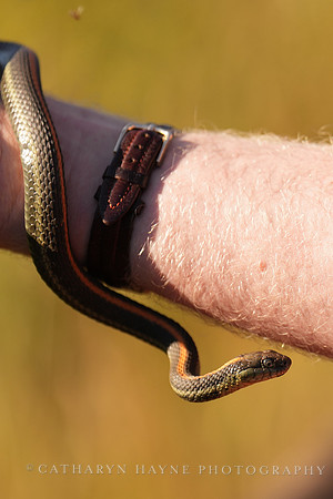 Rodeo Beach Snakes