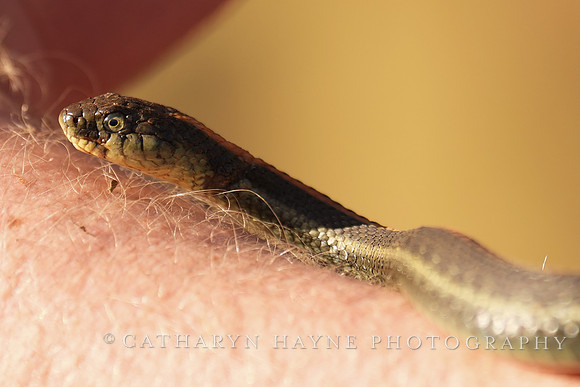 Rodeo Beach Snakes
