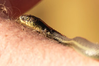 Rodeo Beach Snakes