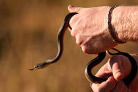 2022.06.18 Rodeo Snakes