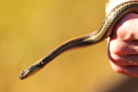 Rodeo Beach Snakes