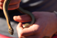 Rodeo Beach Snakes