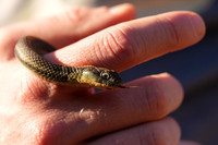 Rodeo Beach Snakes