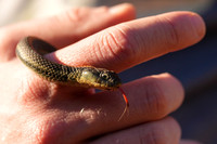 Rodeo Beach Snakes