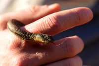 Rodeo Beach Snakes