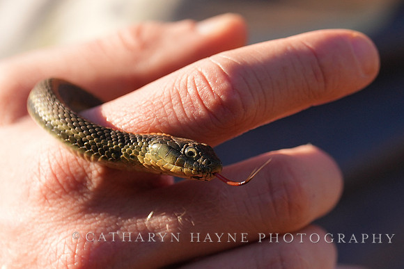 Rodeo Beach Snakes