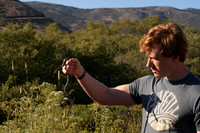 Rodeo Beach Snakes