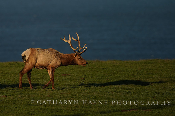 Tule Elk