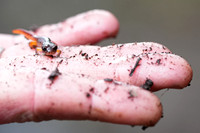 Ensatina