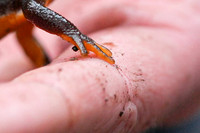 California Newt