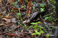 California Newt