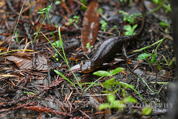California Newt