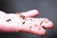 Ensatina