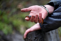 California Newt
