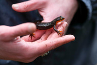 California Newt