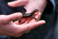 California Newt