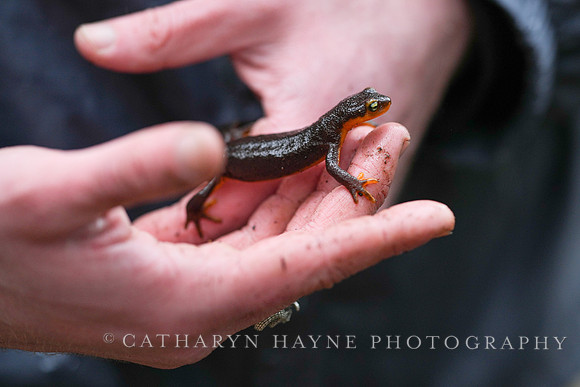 California Newt