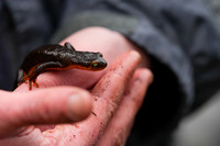 California Newt