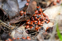 Ladybugs