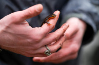 California Newt