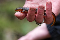 California Newt