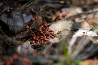 Ladybugs