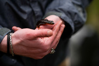 California Newt