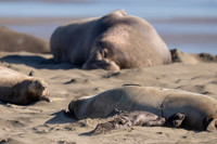 Elephant Seal Cub, Drakes Beach