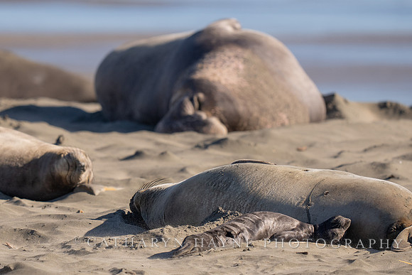 Elephant Seal Cub, Drakes Beach
