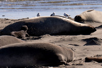 Elephant Seal Cub, Drakes Beach