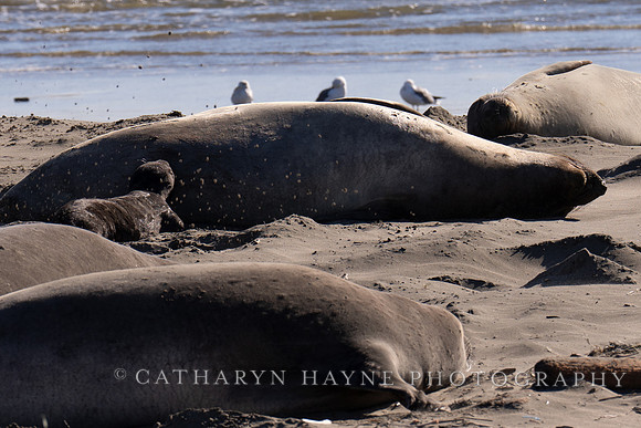 Elephant Seal Cub, Drakes Beach