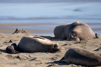 Elephant Seal Cub, Drakes Beach