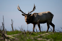 Tule Elk