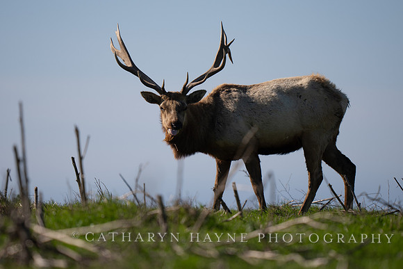 Tule Elk