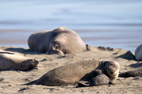 Elephant Seal Cub, Drakes Beach